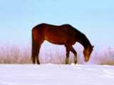 Cheval se promenant dans la neige