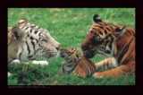 2 Tigres adultes + 1 Tigrou